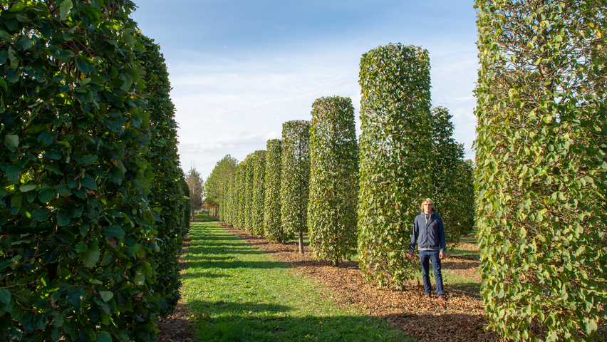 Carpinus betulus 'Purpurea' kolumna