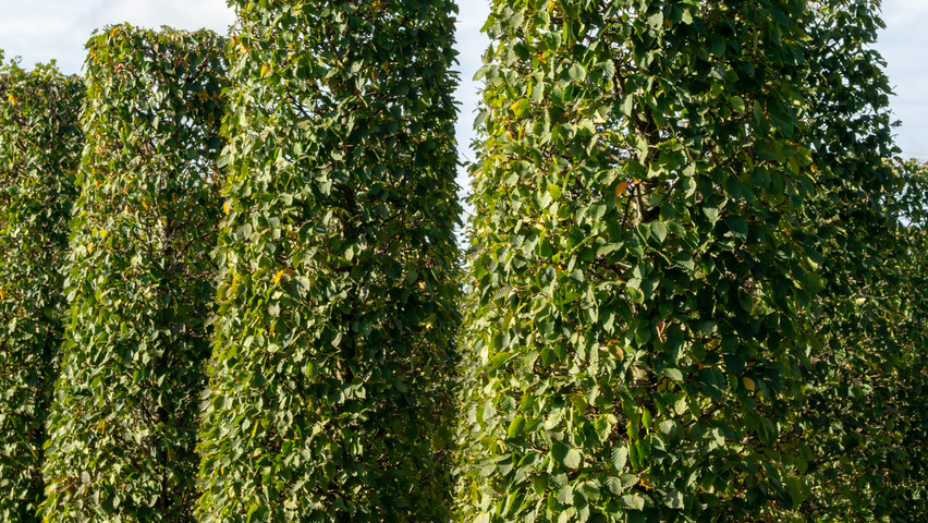 Carpinus betulus 'Purpurea' kolumna
