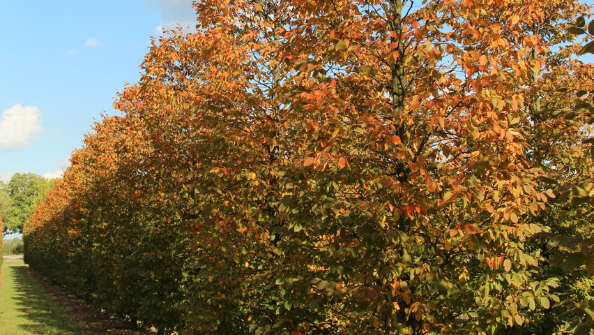 Carpinus betulus 'Purpurea' kolumna