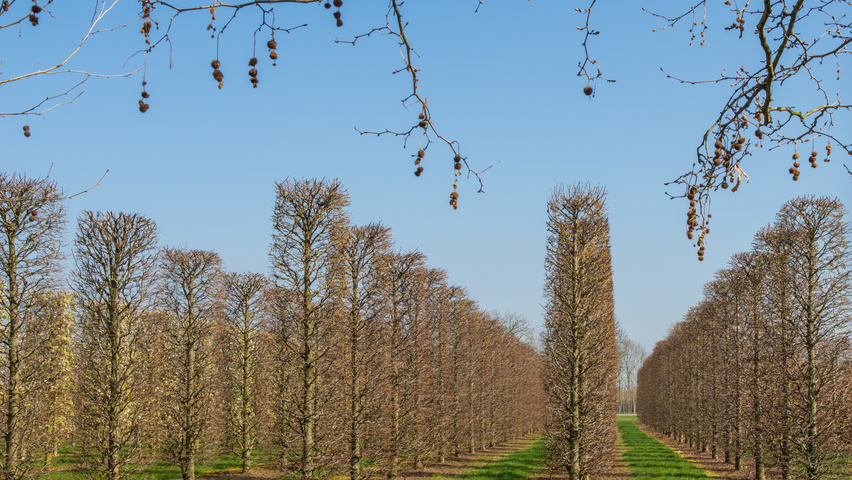 Carpinus betulus 'Purpurea' kolumna