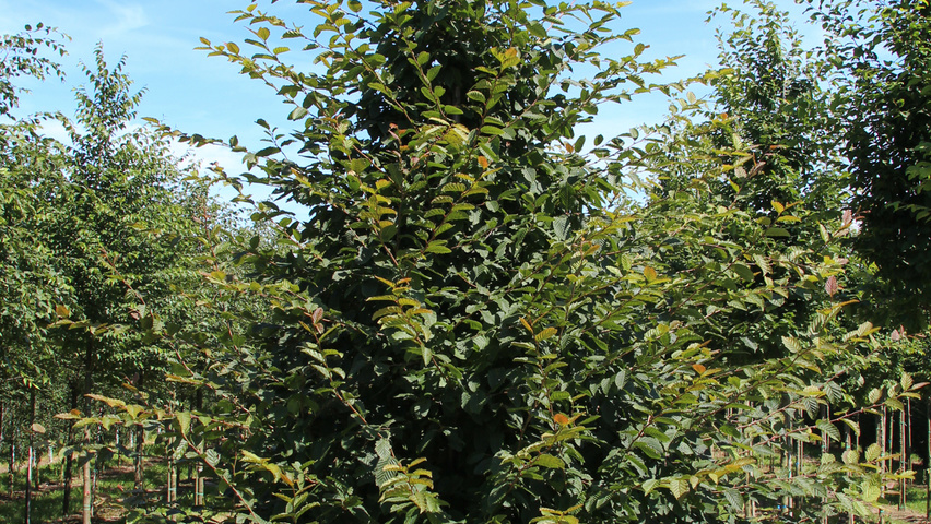Carpinus betulus 'Purpurea' pokrój naturalny
