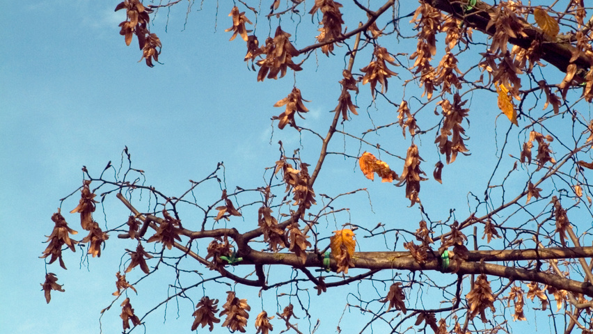 Carpinus betulus 'Purpurea' owoce