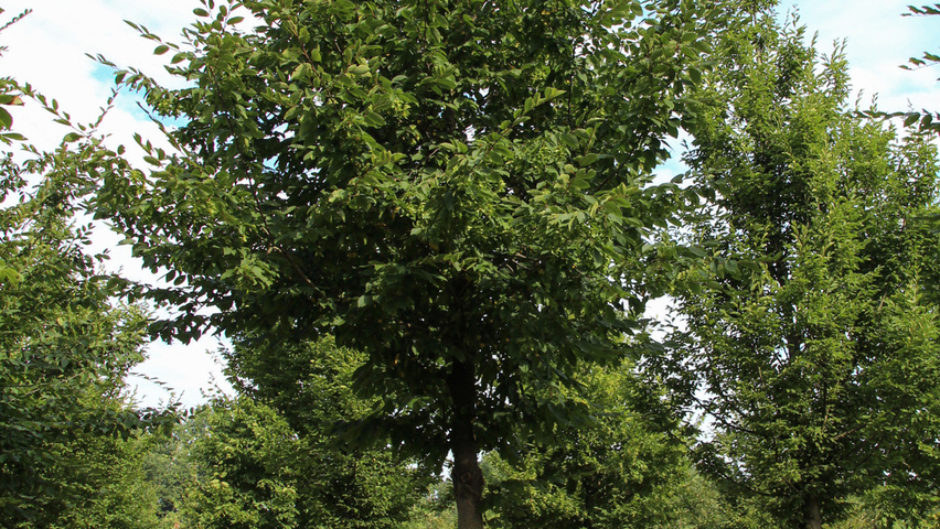 Carpinus betulus 'Purpurea' pienne