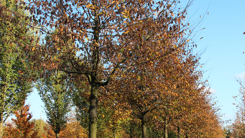 Carpinus betulus 'Purpurea' pienne