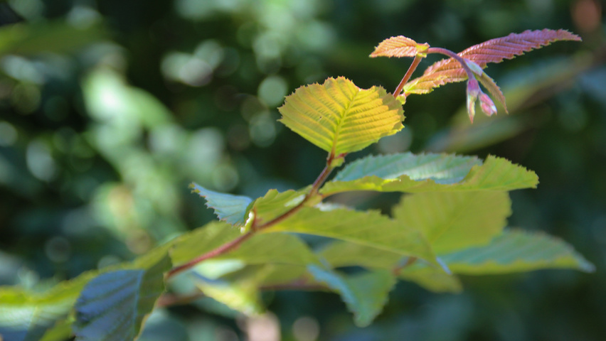 Carpinus betulus 'Purpurea' liście