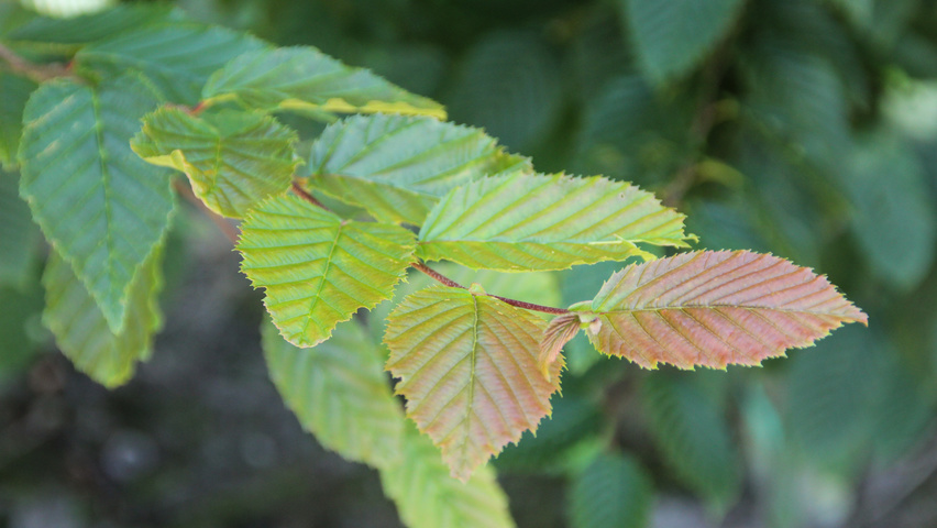 Carpinus betulus 'Purpurea' liście