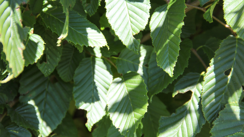 Carpinus betulus 'Purpurea' liście
