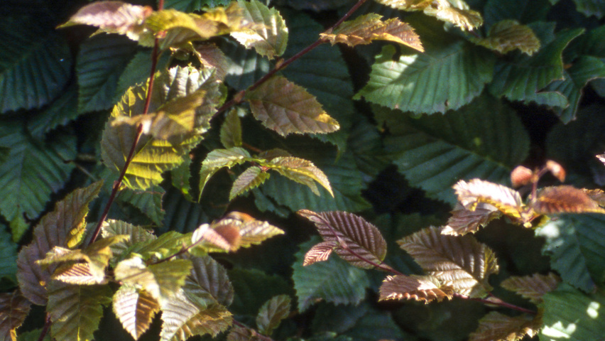 Carpinus betulus 'Purpurea' liście