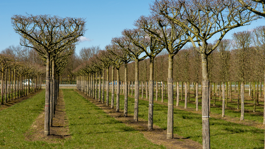 Carpinus betulus 'Purpurea' forma dachowa