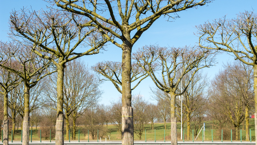 Carpinus betulus 'Purpurea' forma dachowa