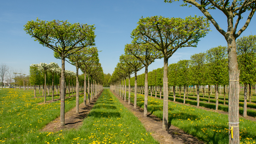 Carpinus betulus 'Purpurea' forma dachowa