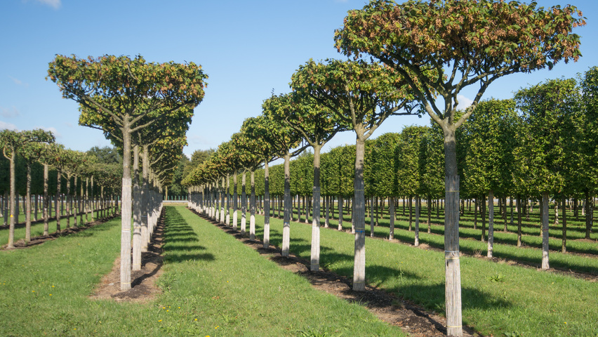 Carpinus betulus 'Purpurea' forma dachowa
