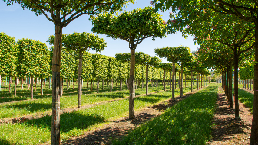 Carpinus betulus 'Purpurea' forma dachowa