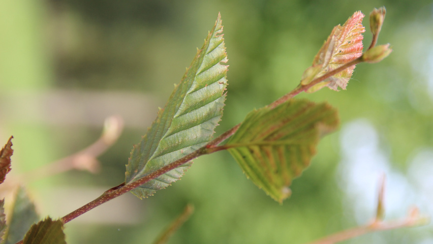 Carpinus betulus 'Purpurea' pędy