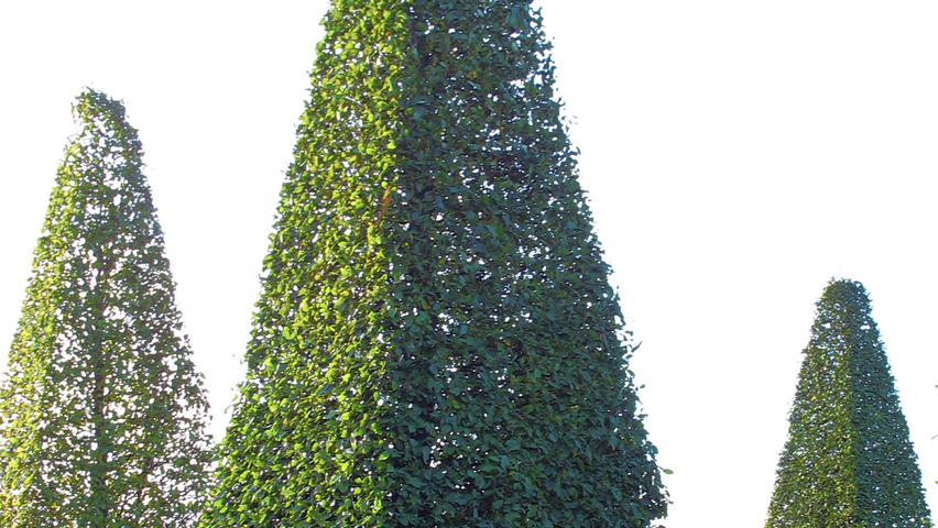 Carpinus betulus piramide