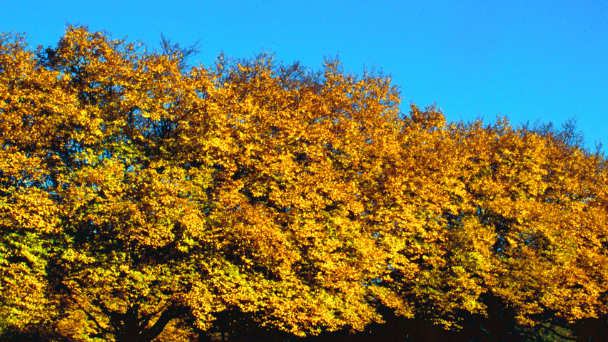 Carpinus betulus 'Quercifolia' осенняя  листьев