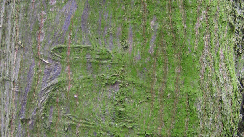 Carpinus betulus 'Quercifolia' кора