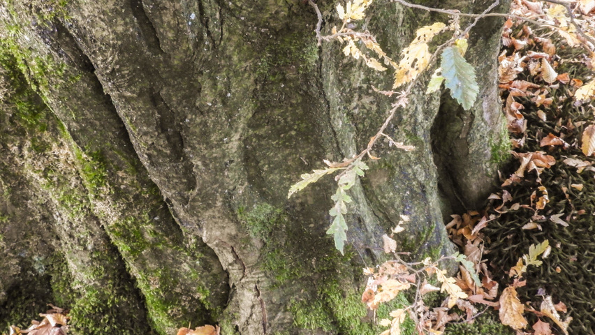 Carpinus betulus 'Quercifolia' кора