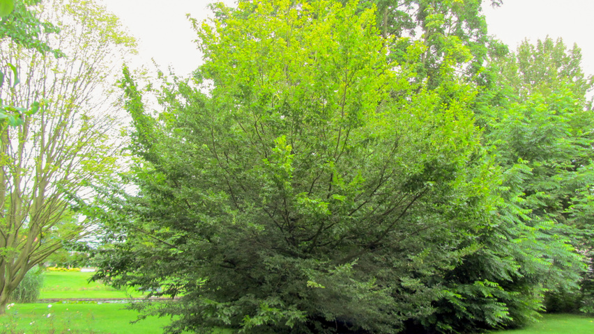 Carpinus betulus 'Quercifolia' Деревья с необычной формой роста