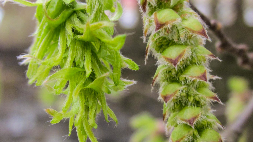 Carpinus betulus 'Quercifolia' цветки