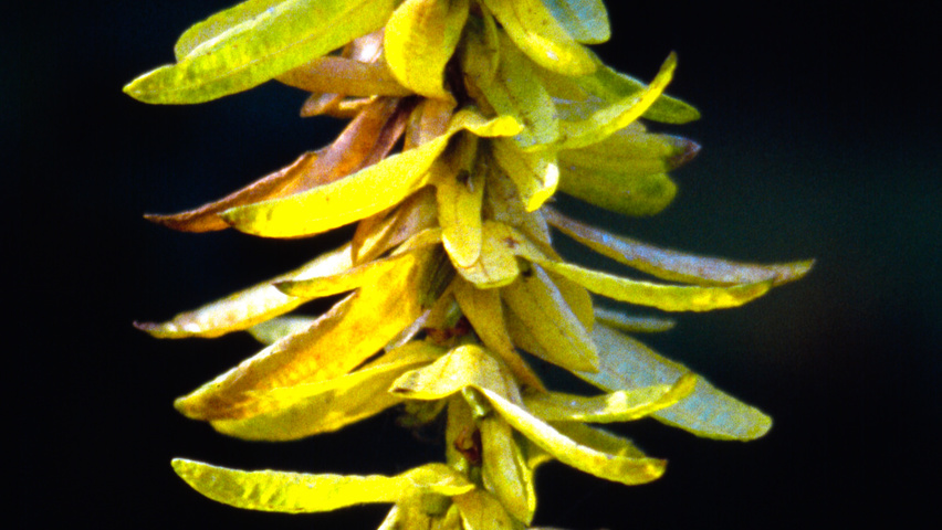 Carpinus betulus 'Quercifolia' плоды