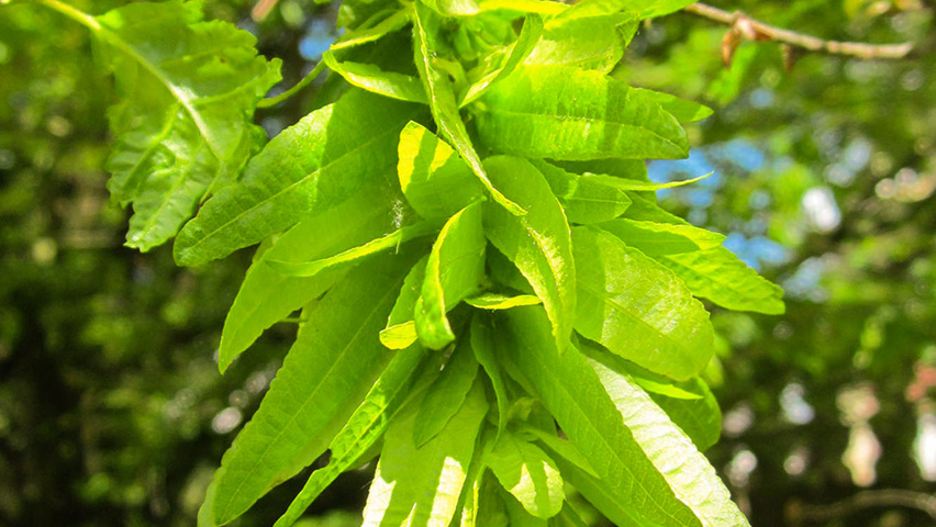 Carpinus betulus 'Quercifolia' плоды
