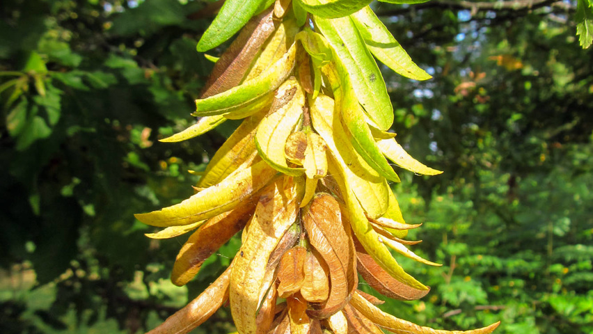 Carpinus betulus 'Quercifolia' плоды