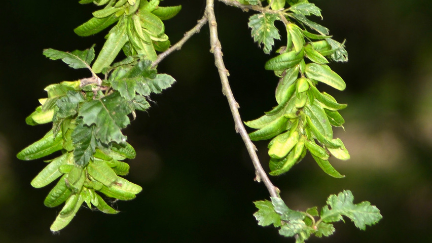 Carpinus betulus 'Quercifolia' плоды