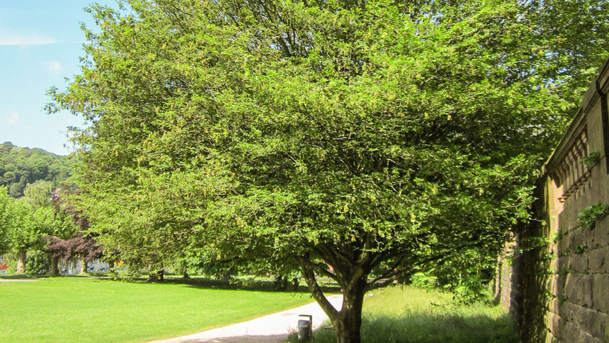 Carpinus betulus 'Quercifolia' Деревья с невысоким стволом (полустандарт)