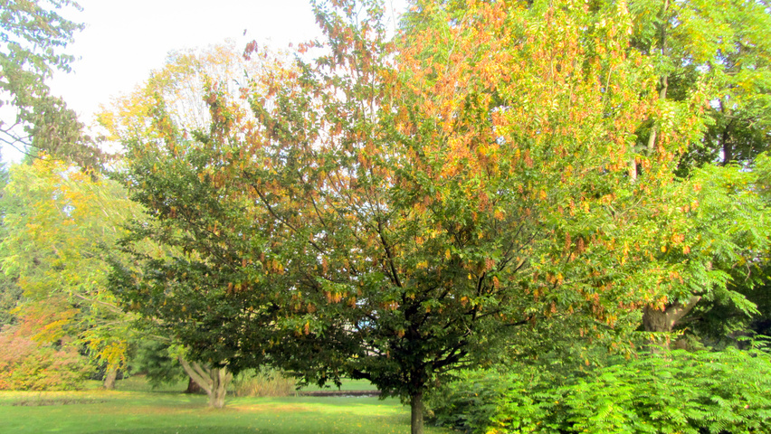 Carpinus betulus 'Quercifolia' Деревья с невысоким стволом (полустандарт)