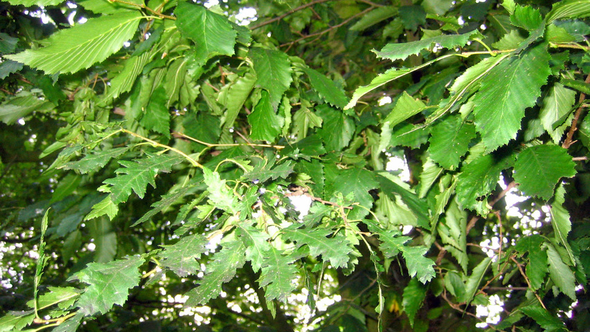 Carpinus betulus 'Quercifolia' листья