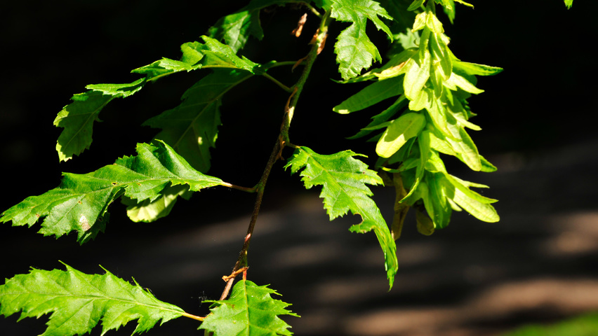 Carpinus betulus 'Quercifolia' листья
