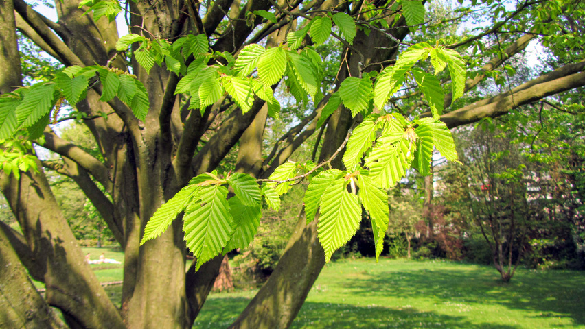 Carpinus betulus 'Quercifolia' листья