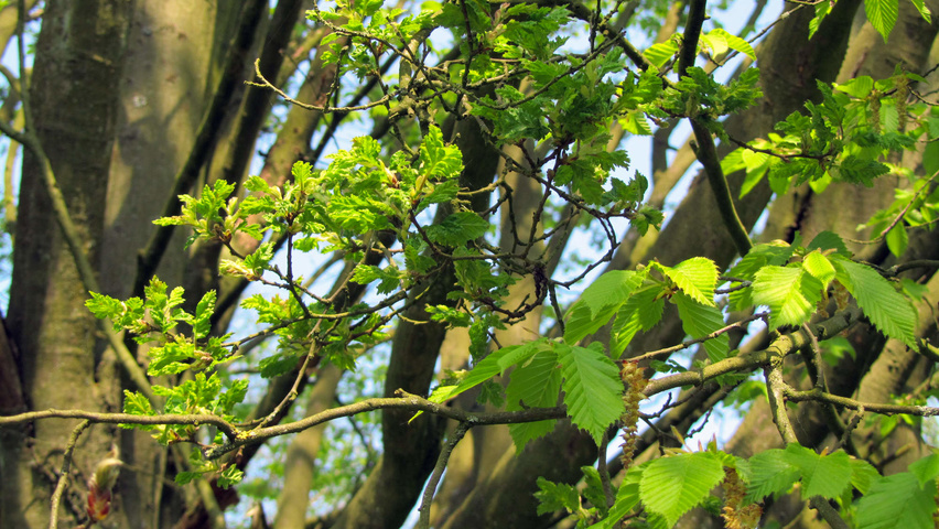 Carpinus betulus 'Quercifolia' листья