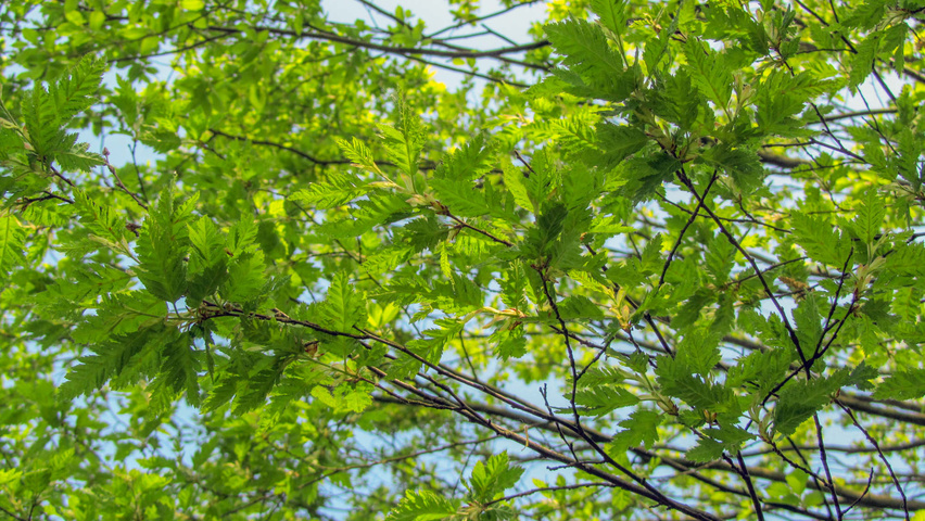 Carpinus betulus 'Quercifolia' листья