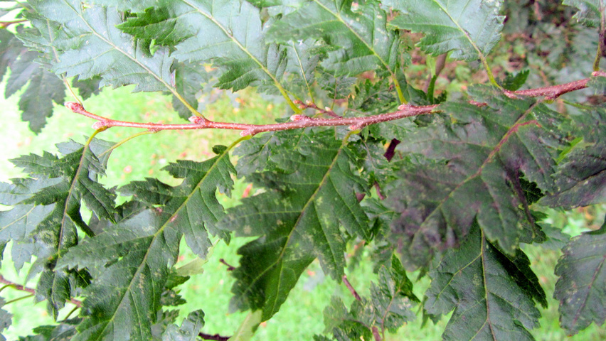 Carpinus betulus 'Quercifolia' листья