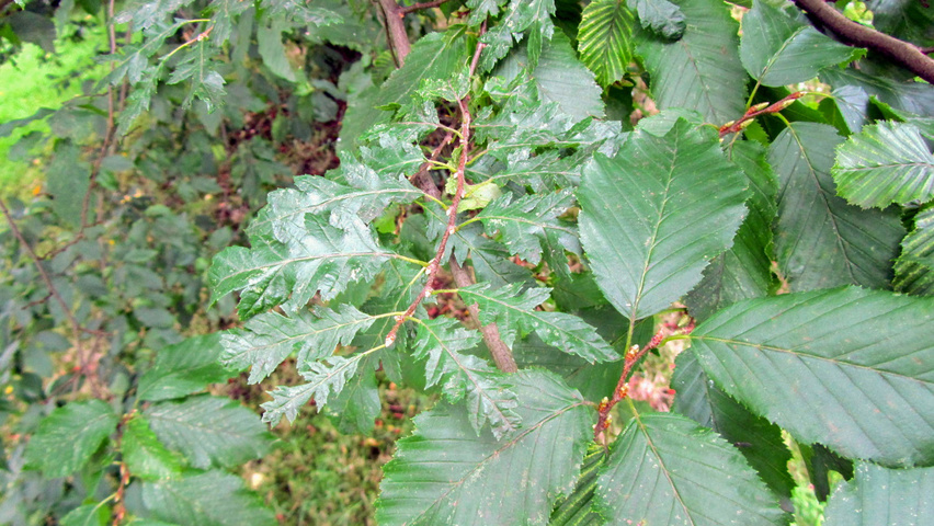 Carpinus betulus 'Quercifolia' листья