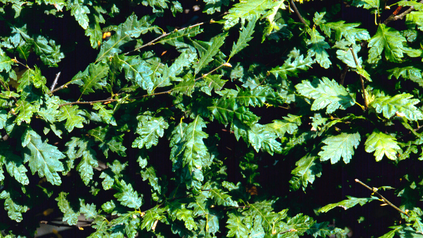 Carpinus betulus 'Quercifolia' листья