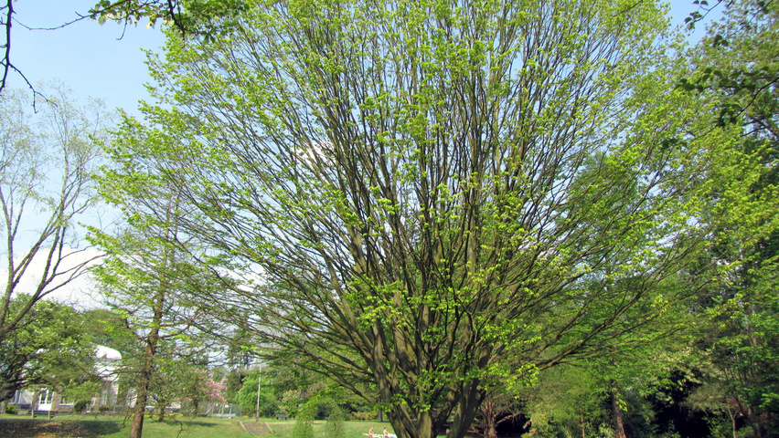 Carpinus betulus 'Quercifolia' ветви