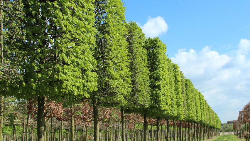Carpinus betulus trapezium