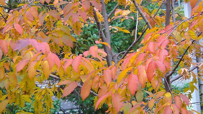 Carpinus caroliniana feuilles automnale