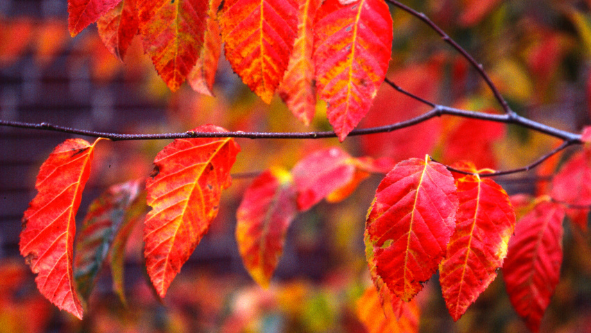 Carpinus caroliniana feuilles automnale