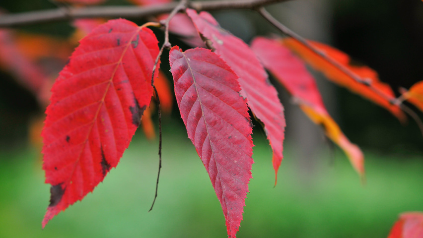 Carpinus caroliniana feuilles automnale