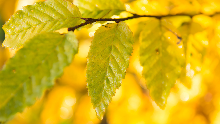 Carpinus caroliniana feuilles automnale