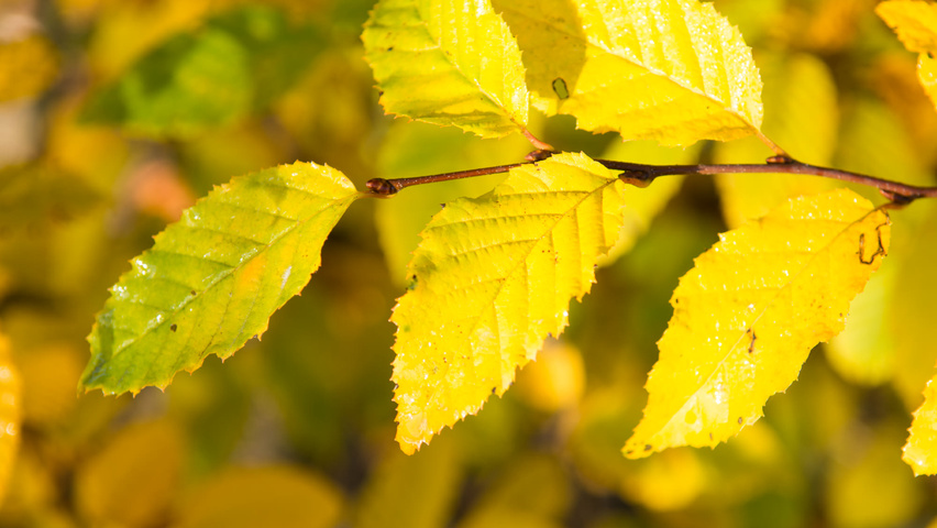Carpinus caroliniana feuilles automnale