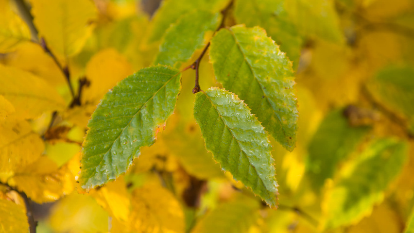 Carpinus caroliniana feuilles automnale