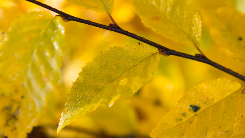 Carpinus caroliniana feuilles automnale