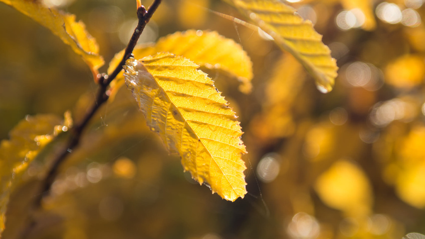 Carpinus caroliniana feuilles automnale