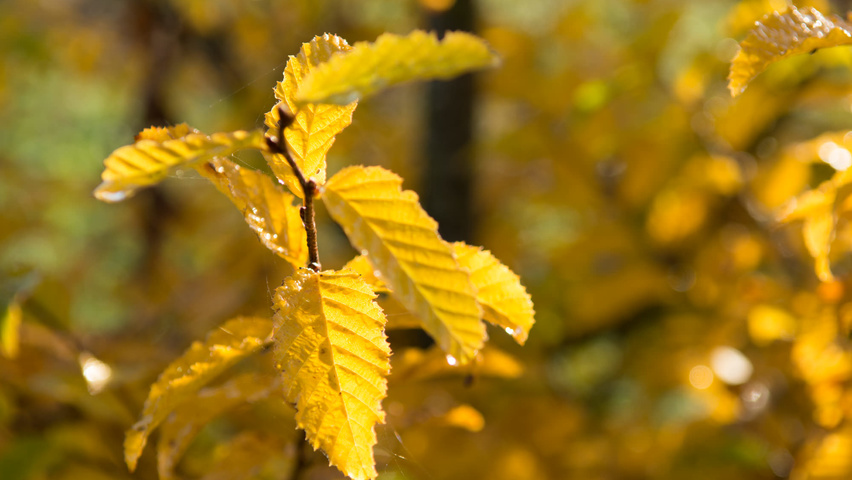 Carpinus caroliniana feuilles automnale