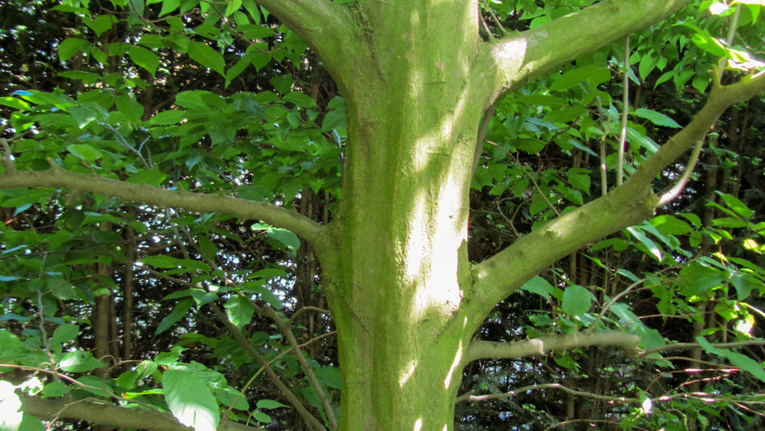 Carpinus caroliniana tronc